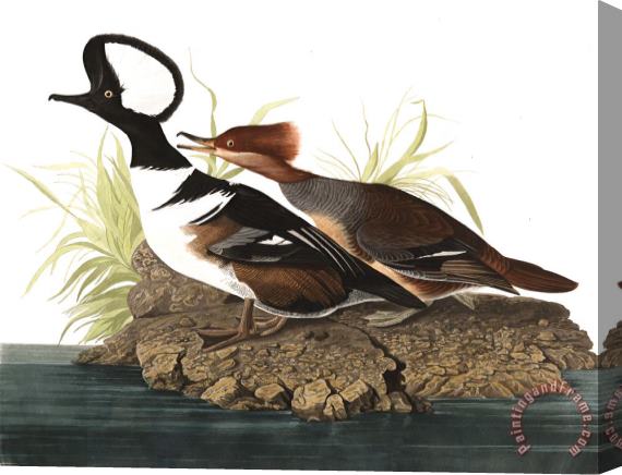 John James Audubon Hooded Merganser Stretched Canvas Painting / Canvas Art