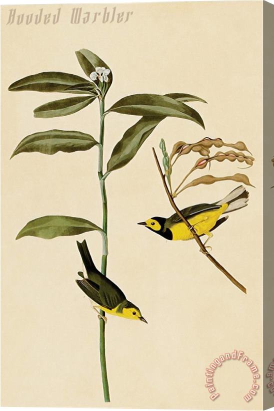 John James Audubon Hooded Warbler Stretched Canvas Painting / Canvas Art