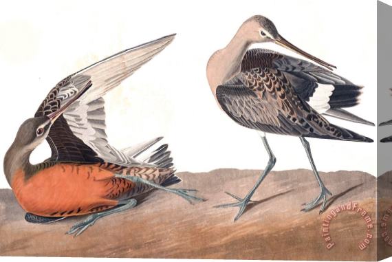 John James Audubon Hudsonian Godwit Stretched Canvas Print / Canvas Art