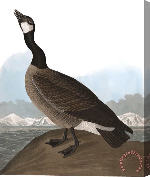 John James Audubon Hutchins's Barnacle Goose Stretched Canvas Painting / Canvas Art