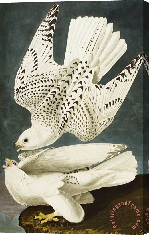 John James Audubon Iceland Or Jer Falcon Stretched Canvas Print / Canvas Art