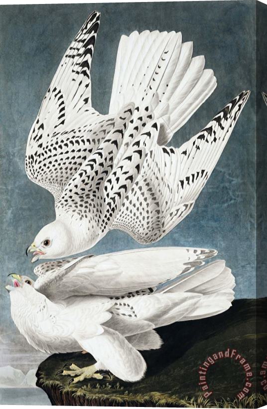 John James Audubon Iceland, Or Jer Falcon Stretched Canvas Print / Canvas Art