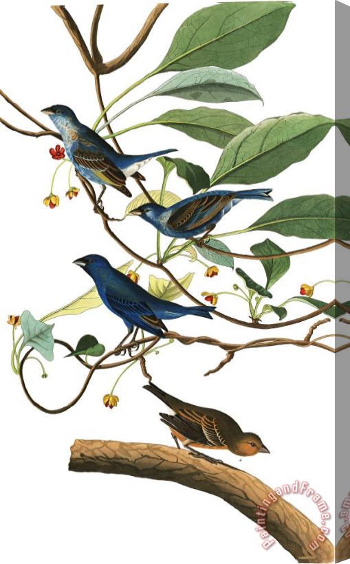 John James Audubon Indigo Bird Stretched Canvas Painting / Canvas Art