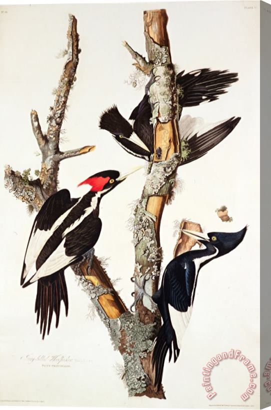 John James Audubon Ivory Billed Woodpecker 1829 Stretched Canvas Painting / Canvas Art