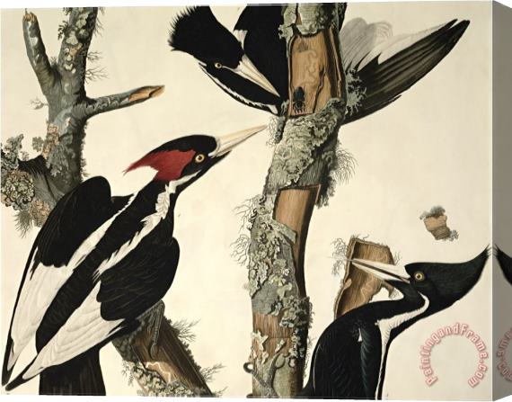 John James Audubon Ivory Billed Woodpecker From Birds of America Engraved by Robert Havell Stretched Canvas Painting / Canvas Art