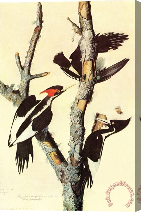 John James Audubon Ivory Billed Woodpecker Stretched Canvas Painting / Canvas Art