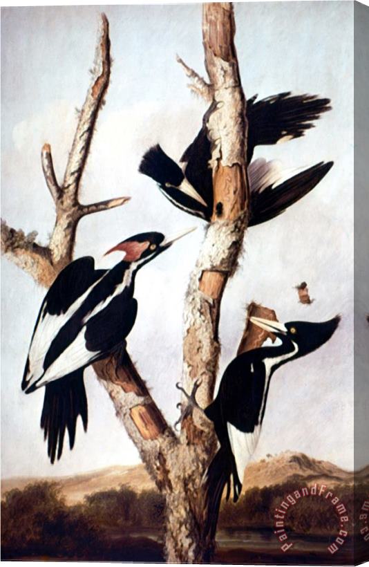John James Audubon Ivory Billed Woodpeckers Stretched Canvas Print / Canvas Art