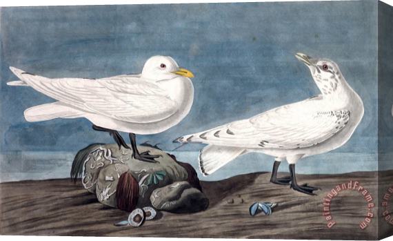 John James Audubon Ivory Gull Stretched Canvas Print / Canvas Art