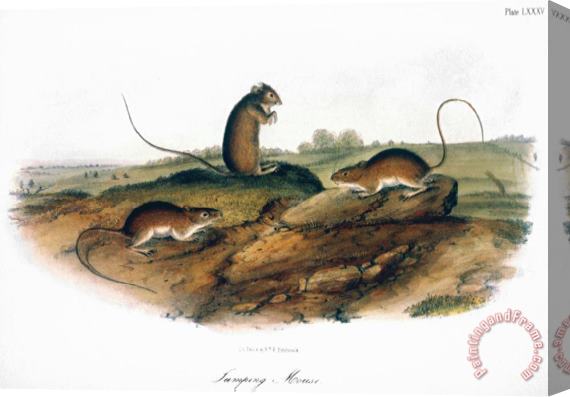 John James Audubon Jumping Mouse 1846 Stretched Canvas Print / Canvas Art