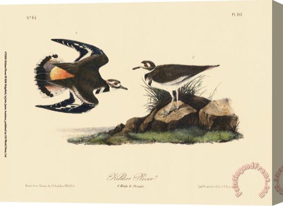 John James Audubon Kildeer Plover Stretched Canvas Print / Canvas Art