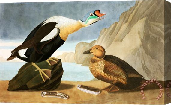 John James Audubon King Duck Stretched Canvas Print / Canvas Art