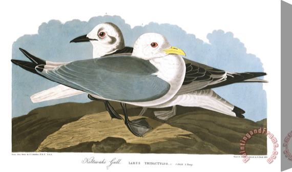 John James Audubon Kittiwake Gull Stretched Canvas Print / Canvas Art