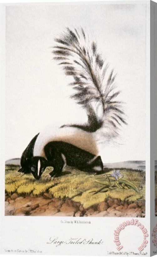 John James Audubon Large Tailed Skunk Stretched Canvas Print / Canvas Art