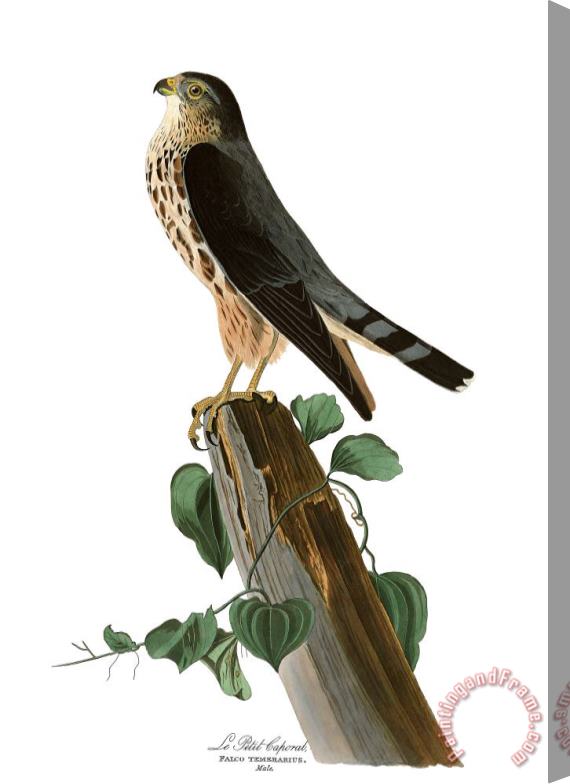 John James Audubon Le Petit Caporal Stretched Canvas Print / Canvas Art