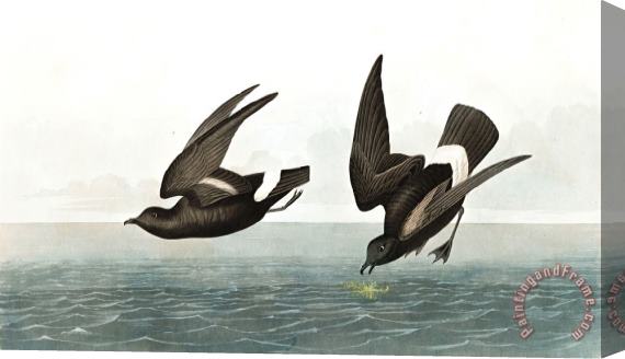 John James Audubon Least Stormy Petrel Stretched Canvas Print / Canvas Art