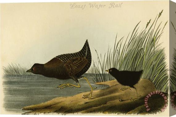 John James Audubon Least Water Rail Stretched Canvas Print / Canvas Art