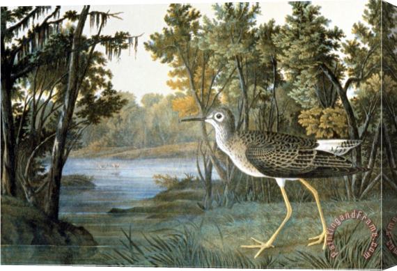 John James Audubon Lesser Yellowlegs Stretched Canvas Print / Canvas Art
