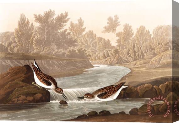 John James Audubon Little Sandpiper Stretched Canvas Print / Canvas Art