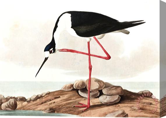 John James Audubon Long Legged Avocet Stretched Canvas Print / Canvas Art