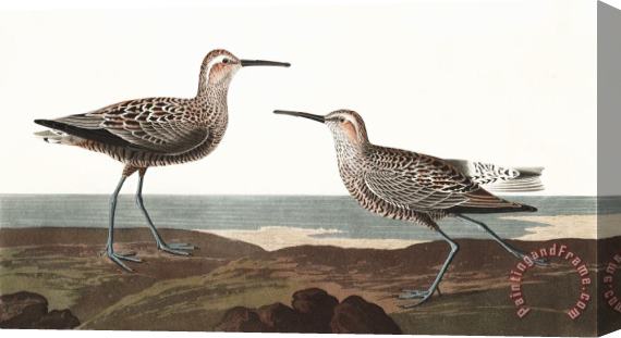 John James Audubon Long Legged Sandpiper Stretched Canvas Print / Canvas Art