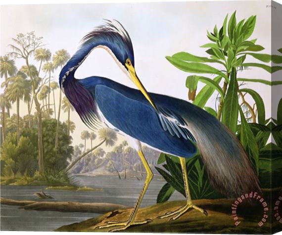 John James Audubon Louisiana Heron From Birds of America Stretched Canvas Painting / Canvas Art
