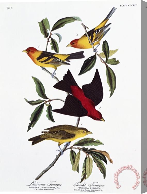 John James Audubon Louisiana Tanager And Scarlet Tanager Stretched Canvas Painting / Canvas Art