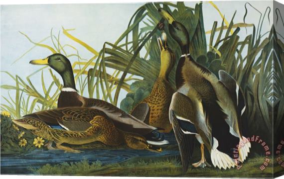 John James Audubon Mallard Duck From The Birds of America Stretched Canvas Painting / Canvas Art