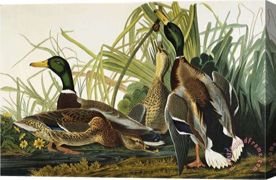 John James Audubon Mallard Duck Mallard Anas Platyrhynchos Plate Ccxxi From The Birds of America Stretched Canvas Print / Canvas Art