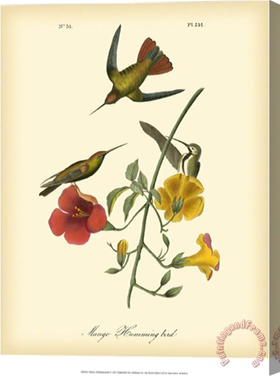 John James Audubon Mango Hummingbird Stretched Canvas Print / Canvas Art