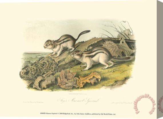 John James Audubon Marmot Squirrel Stretched Canvas Painting / Canvas Art