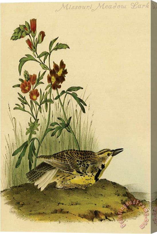 John James Audubon Missouri Meadow Lark Stretched Canvas Painting / Canvas Art