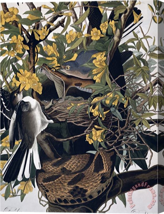 John James Audubon Mocking Birds And Rattlesnake From Birds of America Engraved by Robert Havell Stretched Canvas Painting / Canvas Art