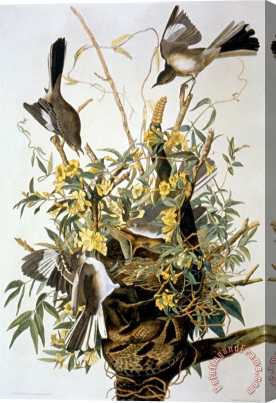 John James Audubon Northern Mockingbird Stretched Canvas Print / Canvas Art
