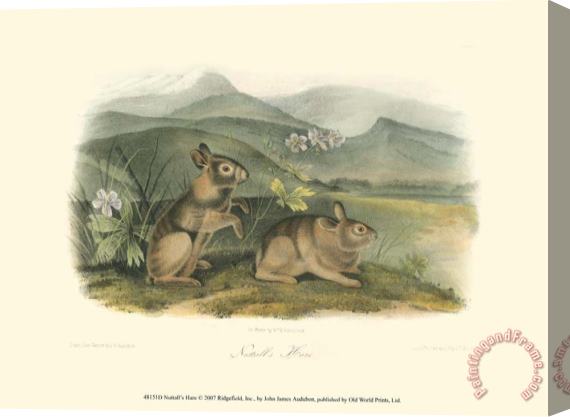 John James Audubon Nuttall S Hare Stretched Canvas Painting / Canvas Art