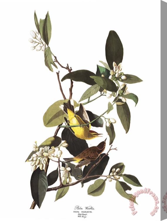John James Audubon Palm Warbler Stretched Canvas Print / Canvas Art