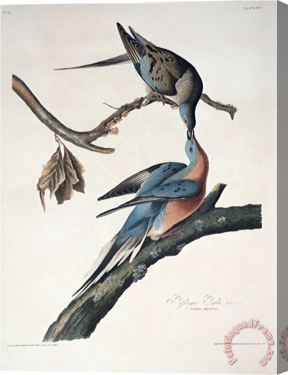 John James Audubon Passenger Pigeon From Birds of America Engraved by Robert Havell Stretched Canvas Print / Canvas Art