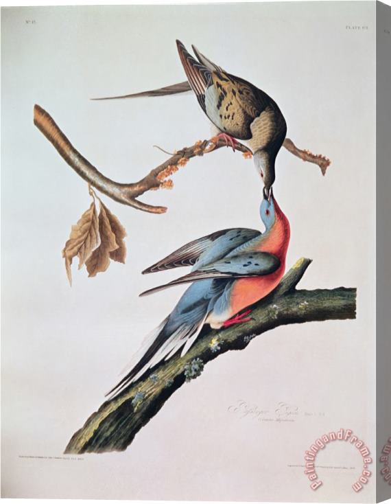 John James Audubon Passenger Pigeon From Birds of America Stretched Canvas Print / Canvas Art