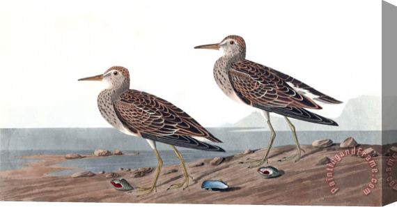 John James Audubon Pectoral Sandpiper Stretched Canvas Print / Canvas Art