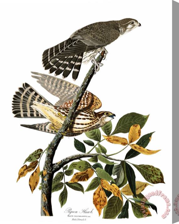 John James Audubon Pigeon Hawk Stretched Canvas Print / Canvas Art