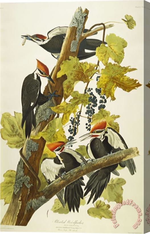 John James Audubon Pileated Woodpecker Dryocopus Pileatus Plate Cxi From The Birds of America Stretched Canvas Painting / Canvas Art