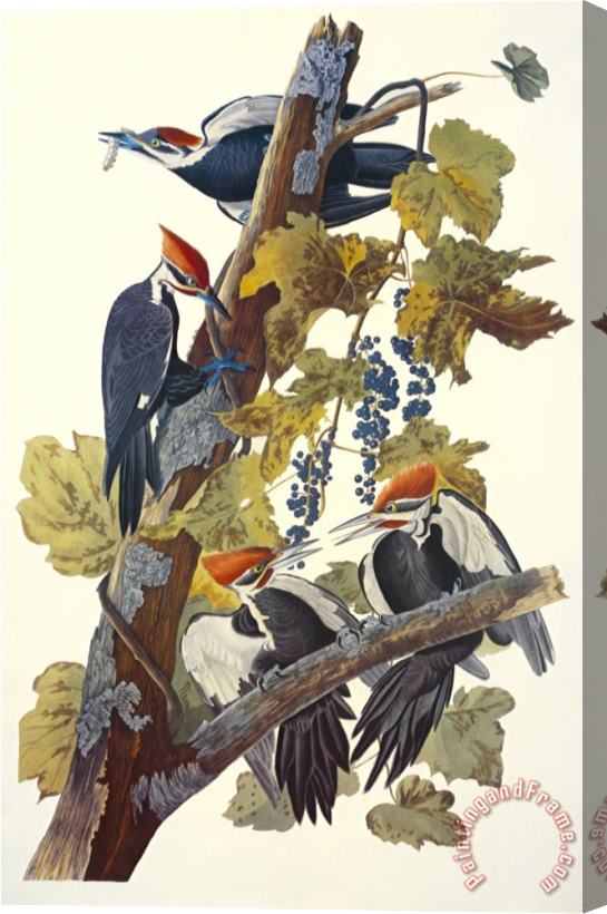 John James Audubon Pileated Woodpecker Stretched Canvas Print / Canvas Art