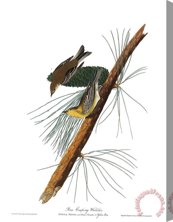John James Audubon Pine Creeping Warbler Stretched Canvas Print / Canvas Art