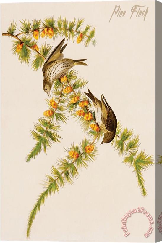 John James Audubon Pine Finch Stretched Canvas Print / Canvas Art