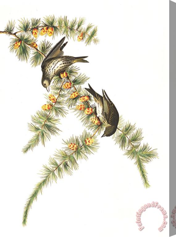 John James Audubon Pine Finch Stretched Canvas Painting / Canvas Art