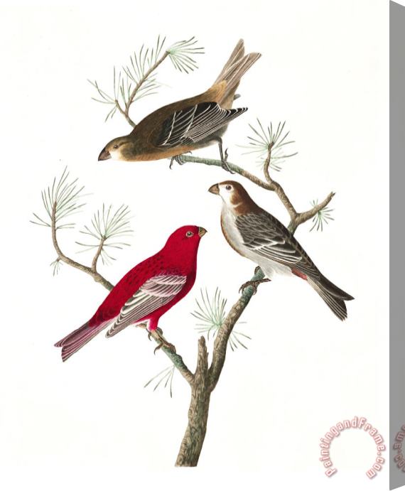 John James Audubon Pine Grosbeak Stretched Canvas Print / Canvas Art
