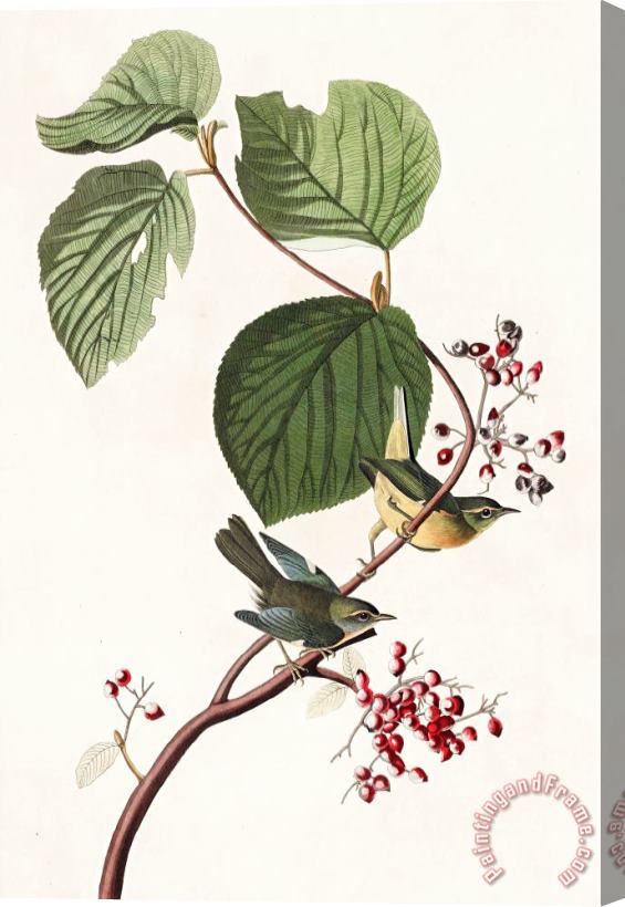 John James Audubon Pine Swamp Warbler Stretched Canvas Painting / Canvas Art