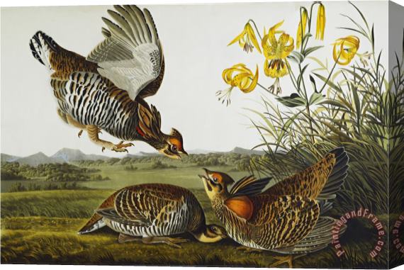 John James Audubon Pinnated Grouse Greater Prairie Chicken Tympanuchus Cupido From The Birds of America Stretched Canvas Print / Canvas Art