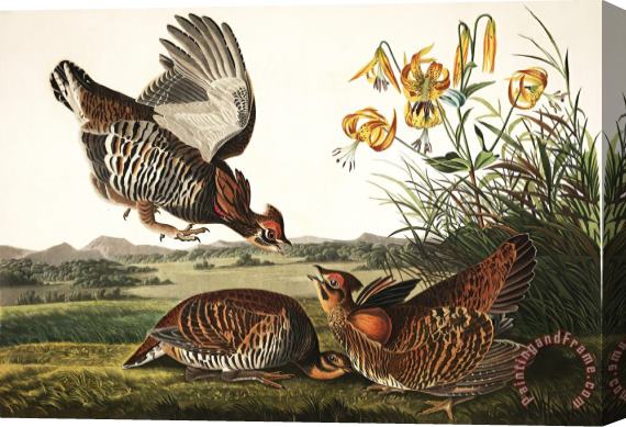 John James Audubon Pinnated Grouse Stretched Canvas Painting / Canvas Art