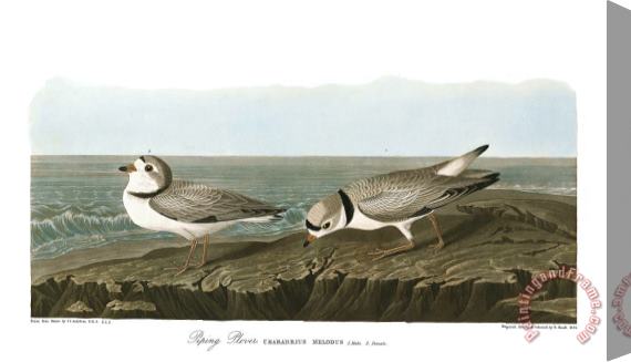 John James Audubon Piping Plover Stretched Canvas Painting / Canvas Art