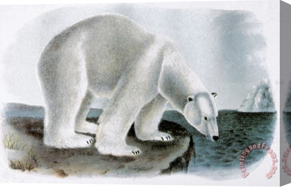 John James Audubon Polar Bear Ursus Maritimus Stretched Canvas Painting / Canvas Art
